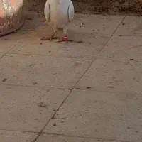 فروش|پرنده|کامفیروز, |دیوار