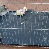 کوتوله عروس هلندی|پرنده|سبزوار, کهنه آب|دیوار