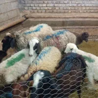 میش بره