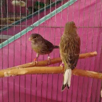 قناری ماده گلاستر خوش رنگ تازه صاف