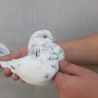 کفتر گله دمبور