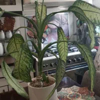 گل دیفن باخیا|گل و گیاه طبیعی|تهران, افسریه جنوبی|دیوار