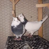 جفت نرو ماده طوقی سیاه جوون خوش ذات