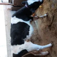 گوساله ماده|حیوانات مزرعه|ویسیان, |دیوار