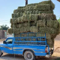 فروش و توزیع کننده پرس یونجه و کاه یونجه کاه سفید