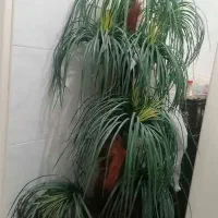 نخل مصنوعی