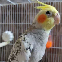 عروس گلباقالی