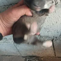 توله سگ پاکوتاه|سگ|کرمانشاه, |دیوار