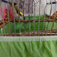 سهره|پرنده|یاسوج, |دیوار