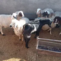 میش آبستن|حیوانات مزرعه|سده (خراسان جنوبی), |دیوار