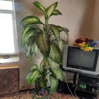 گل زیبای دیفن