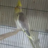 عروس هلندی ماده و چند عدد جوجه تازه دون خور|پرنده|قم, نوبهار|دیوار