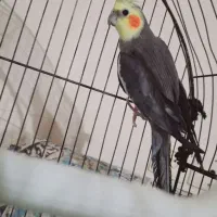 یک جفت مرغ عشق مولد و یک عدد عروس هلندی نر