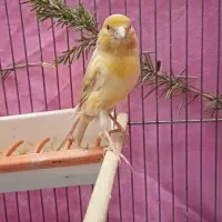 قناری ماده جفتی سهره اماده|پرنده|فردیس, نگارستان|دیوار