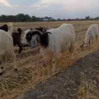 دوتا نری قاچ فاریاب|حیوانات مزرعه|فاریاب, |دیوار