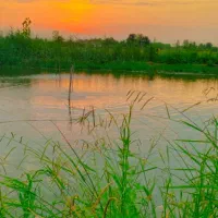 جو و برنج هاشمی