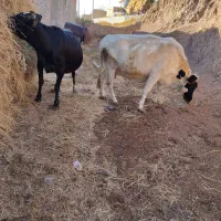 دو عدد گاو آبستان سنگین|حیوانات مزرعه|هشترود, |دیوار