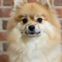 سگ پامرانین