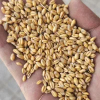 ۴ تن گندم ابی پیشگام .و ۴دیم بذری