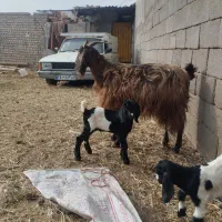 بز دوقولو بزغاله هاش جفت نر