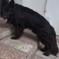 ژرمن شپرد موبلند شولاین