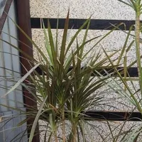 دراسینا سبز و قرمز گل طبیعی|گل و گیاه طبیعی|باغ ملک, |دیوار