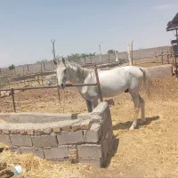 اسب