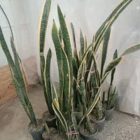 خانه گل و گیاه آپارتمانی آنلاین زرند|گل و گیاه طبیعی|زرند, |دیوار