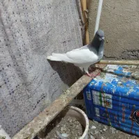 شستی کبود|پرنده|محمدیه-قزوین, |دیوار