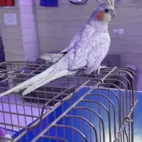 عروس هلندی خوشگل|پرنده|رباط‌کریم, نصیرشهر|دیوار