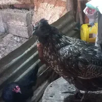 مرغ|حیوانات مزرعه|پاوه, |دیوار