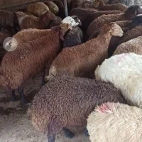 دامداری-همراه-با-زمین-زراعی-آبی