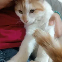 گربه نر|گربه|بجنورد, |دیوار