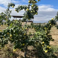 فروش نهال اصلاح شده درختان میوه