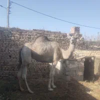 شتر ماده آبستن بافق