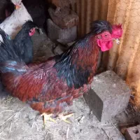 4 تاخروس خانگی