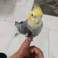 یک جفت عروس هلندی همراه قفس