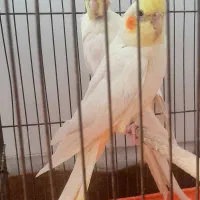 تعدادی عروس هلندی جفت مولد لوتینو و سینامون