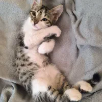 واگذاری بچه گربه|گربه|پرند, فاز ۱|دیوار