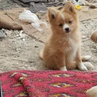 سگ پامرین|سگ|بیستون, |دیوار