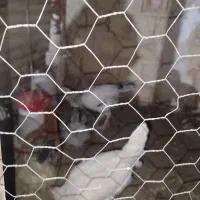 مرغ وخروس|حیوانات مزرعه|محمدیه-قزوین, |دیوار