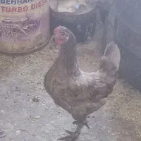 فروش مرغ و خروس