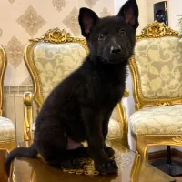 سگ ژرمن شپرد مشکی بلک balck