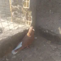 کبوتر (کفتر) دم سفید|پرنده|مشهد, ادیب نیشابوری (شهرک غرب)|دیوار