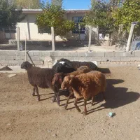 گوسفند نر|حیوانات مزرعه|مهربان, |دیوار