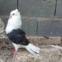 کبوتر دوکت معاوضه و فروش