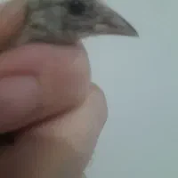 جوجه سهره عطیقه لرستان