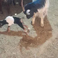 کولار وبزکهره دار شکم دوم