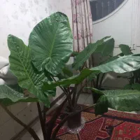 گل بابا آدم|گل و گیاه طبیعی|اردبیل, |دیوار