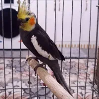 عروس هلندی مولد مطمئن|پرنده|شهریار, حصار ساتی|دیوار